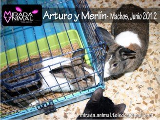 Conejitos en adopcion Artuto y Merlin