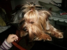 EJEMPLAR DE YORKSHIRE TERRIER TOY PARA MONTAS - mejor precio | unprecio.es