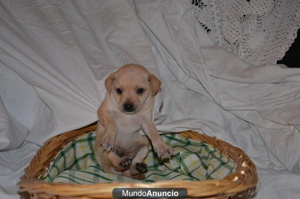 INCREIBLE CACHORRITOS DE CHIHUAHUA TOY