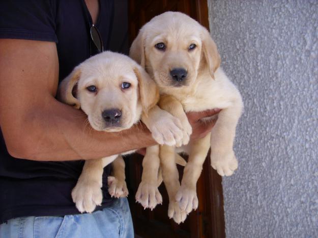 LABRADORES MUY MONOS