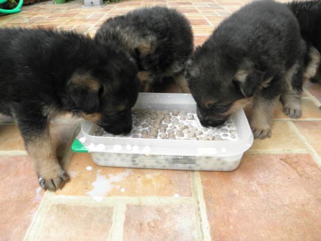 Se Vende Cachorros De Pastor Aleman