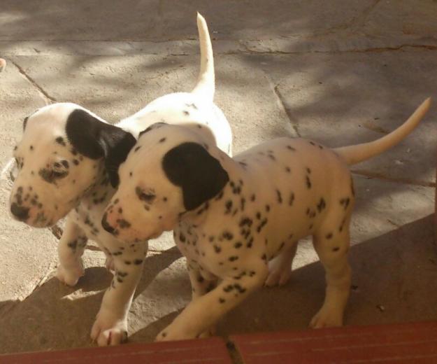 Cachorros de dálmata