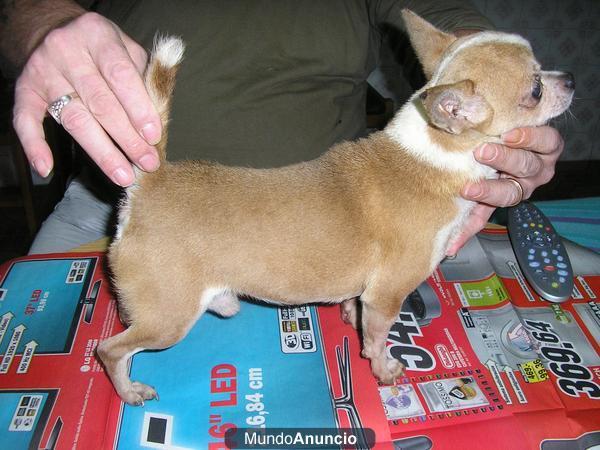 chihuahua macho de 3 años se vende o se cambia por una hembra de chihuahua pelo corto para criar con ella