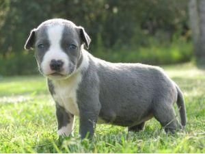 130 hombres cachorro bull terrier para cualquier amante de la familia ..