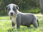 130 hombres cachorro bull terrier para cualquier amante de la familia .. - mejor precio | unprecio.es