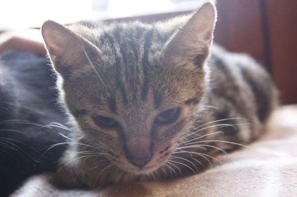 Ali y Oscar, gatitos de 3 meses en adopción.