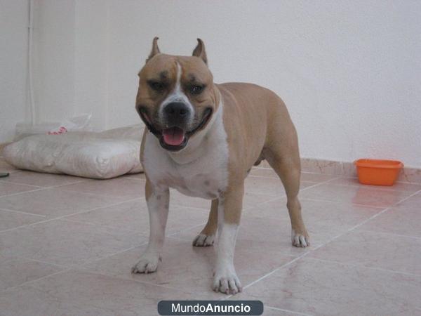 American Staffordshire Terrier disponible para montas