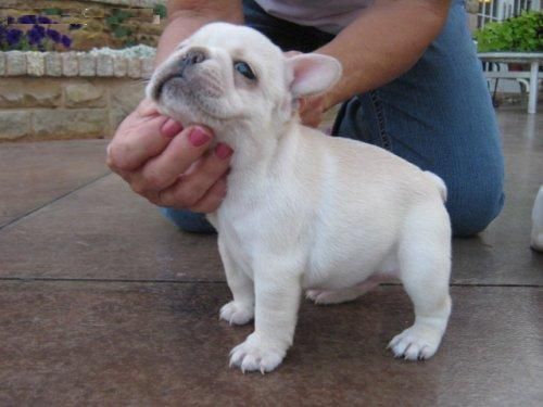 Bulldog Frances cahorros espectaculares