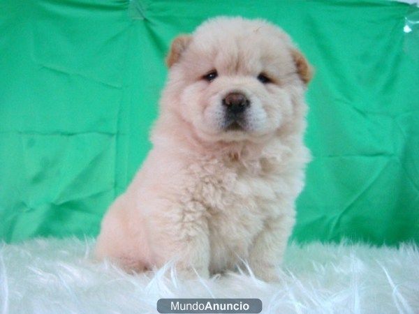 cachorros Chow Chow listos para entregar