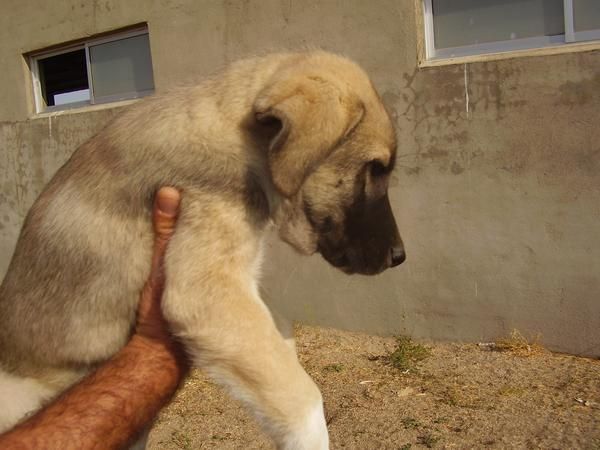 Cachorros de mastin español.