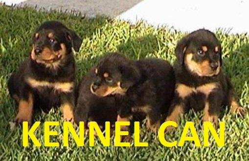 Excelentes cachorros de rottweiller