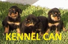 Excelentes cachorros de rottweiller - mejor precio | unprecio.es