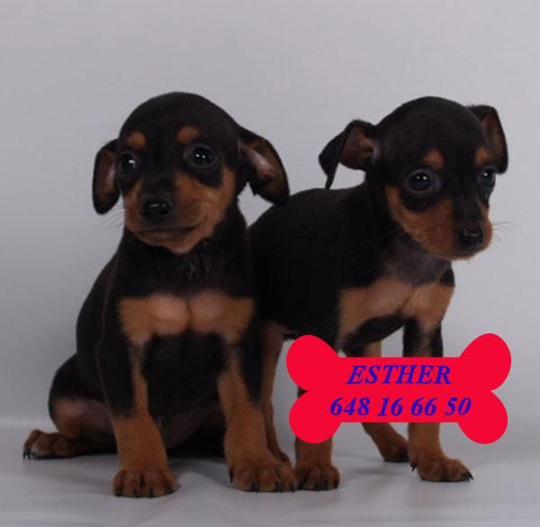 Impresionantes cachorros de Mini Pincher Pura Raza