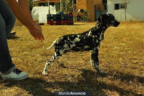 Ultimo cachorrito Dalmata con pedigree de raza y calidad