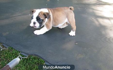 Inglés bulldog cachorro