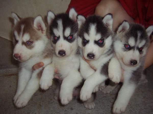 5 Siberian Husky Cachorros para Adotion