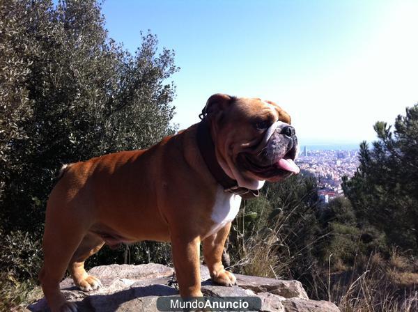 Bulldog Ingles macho para Monta