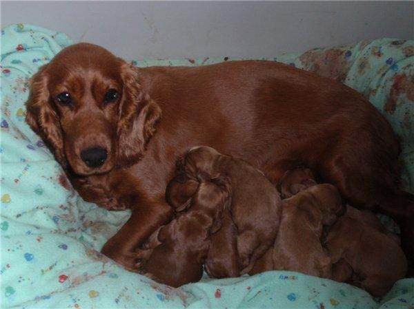 CACHORRETES DE COCKER SPANIEL INGLES CON PEDIGRE 250 E