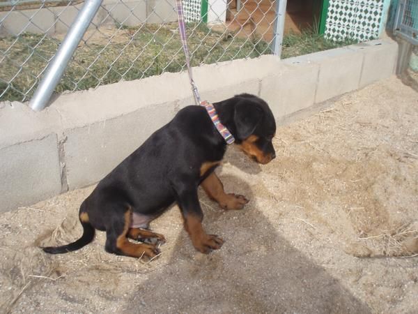 cachorro de ROTTWEILER con PEDIGREE 390?