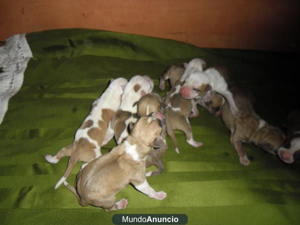 CAMADA DE AMERICAN STAFFORDSHIRE TERRIER