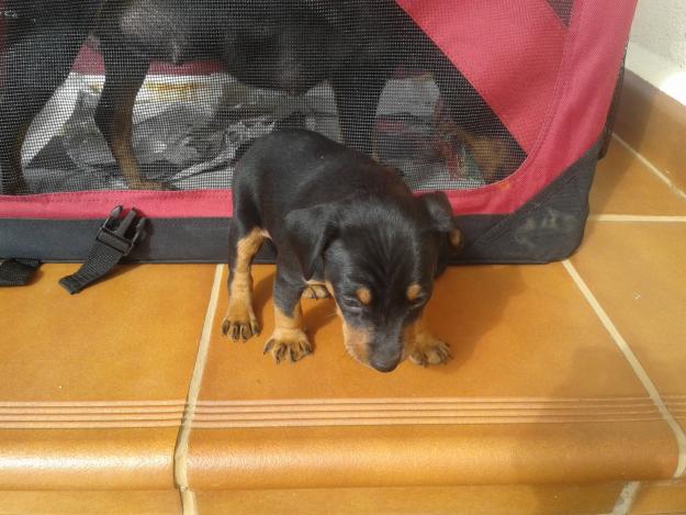 camada pinscher