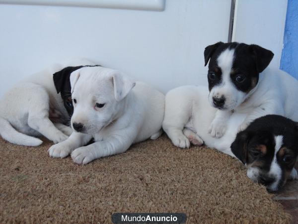 JACK RUSSELL TERRIER