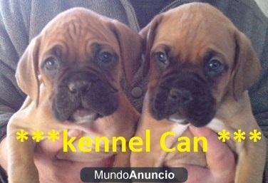 Lindos cachorros de Boxer