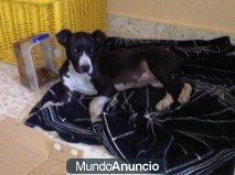 perrito en adopcion