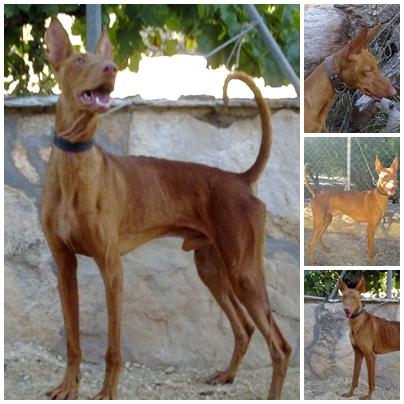 podenco canario