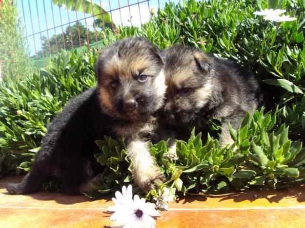 Preciosos Cachorros de Pastor Aleman, Calidad y Garantia