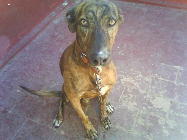 regalo cruce galgo