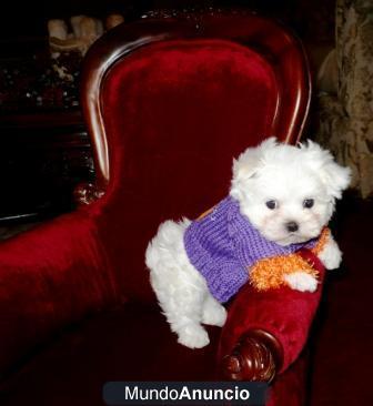 Se venden los autenticos bichon maltes p