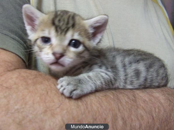 Pequeño gatito abandonado en caja de zapatos