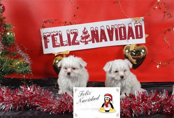 Bichon Maltes, haz feliz tu navidad