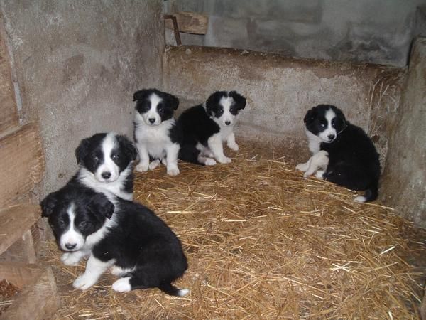 Cachorros Border Coli (pedigri)