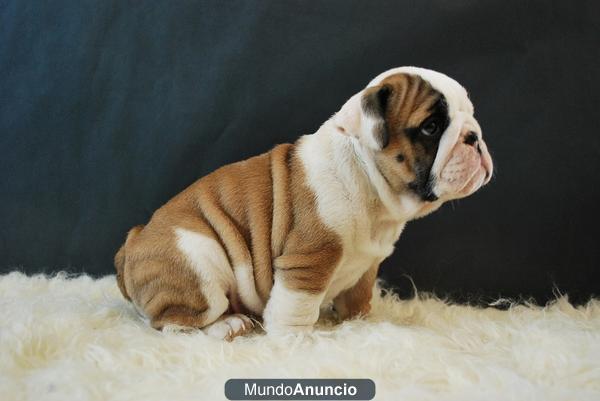 CACHORROS BULLDOG INGLES DE PRIMERA CALIDAD