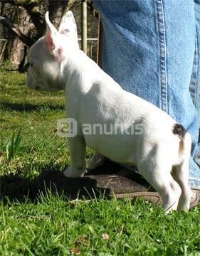 Cachorros de bulldog frances, varios colores