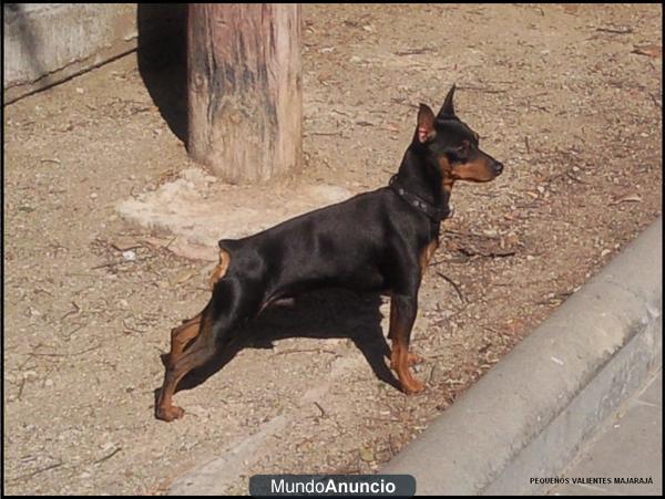 Cachorros de pinscher miniatura