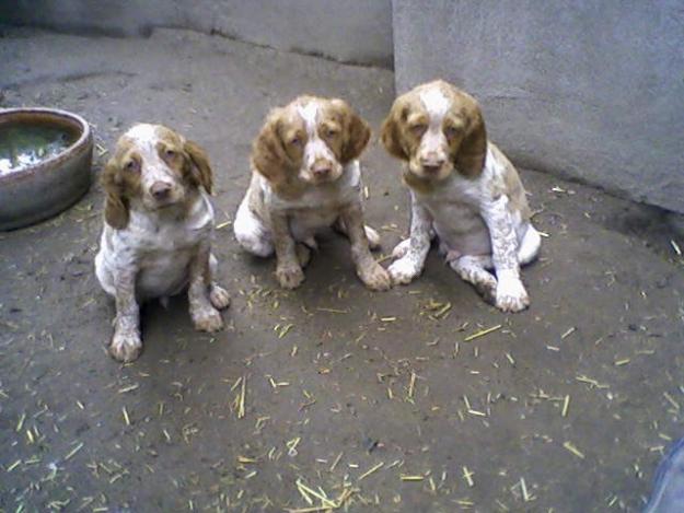 Cachorros Epagneul Bretón auténtico - 200 E