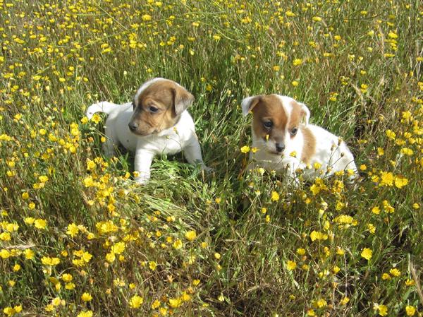 Jacks Russells cachorros bicolores listos ya para entregar.