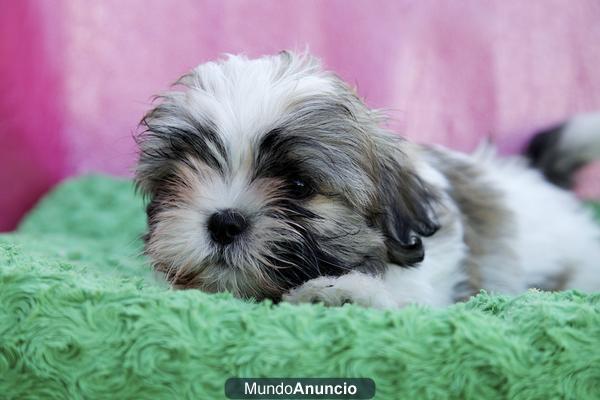 preciosa camada shih tzu  200€