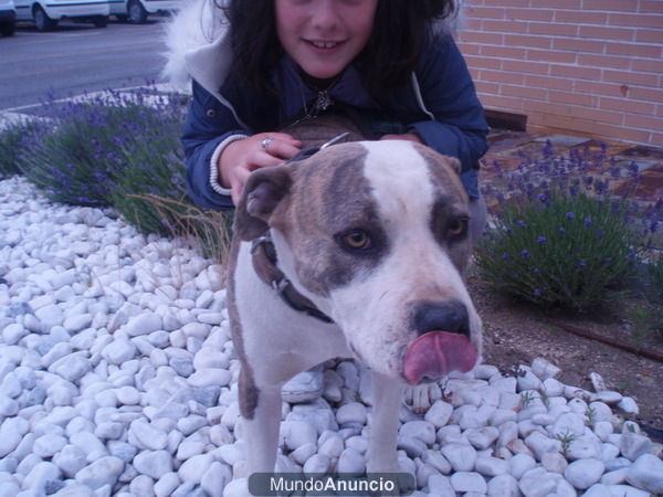 PRECIOSA PIBTBULL 18 MESES  BUSCA FAMILIA