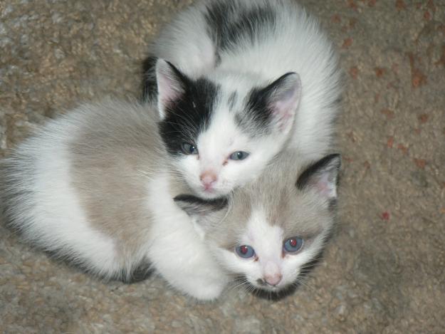 Regalo gatitos de mes y medio