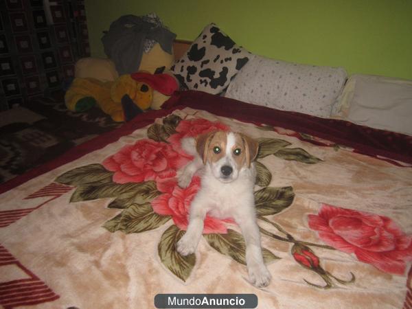 Regalo lindo cachorro de 7 meses mestizo jack terrier con gos d\'atura