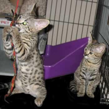 Sabana F1 lince y gatitos disponibles