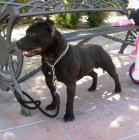 staffordshire bull terrier macho para montas. - mejor precio | unprecio.es