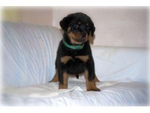 ADRK Pedigree cachorro de campeones mundiales-BES