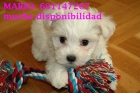 bichon maltes muy bonitos - mejor precio | unprecio.es