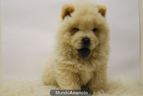 Chow Chow Cachorros Preciosos www.animalflower.es