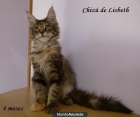 Gatos Maine Coon - mejor precio | unprecio.es